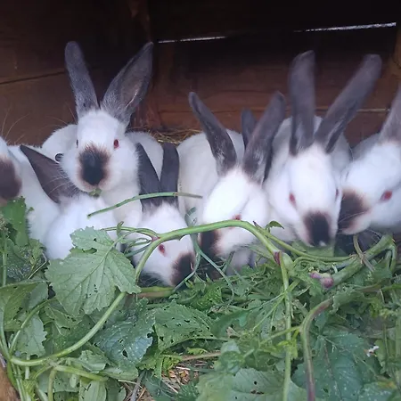 Alloggio per agriturismo Marko , Guja Węgorzewo